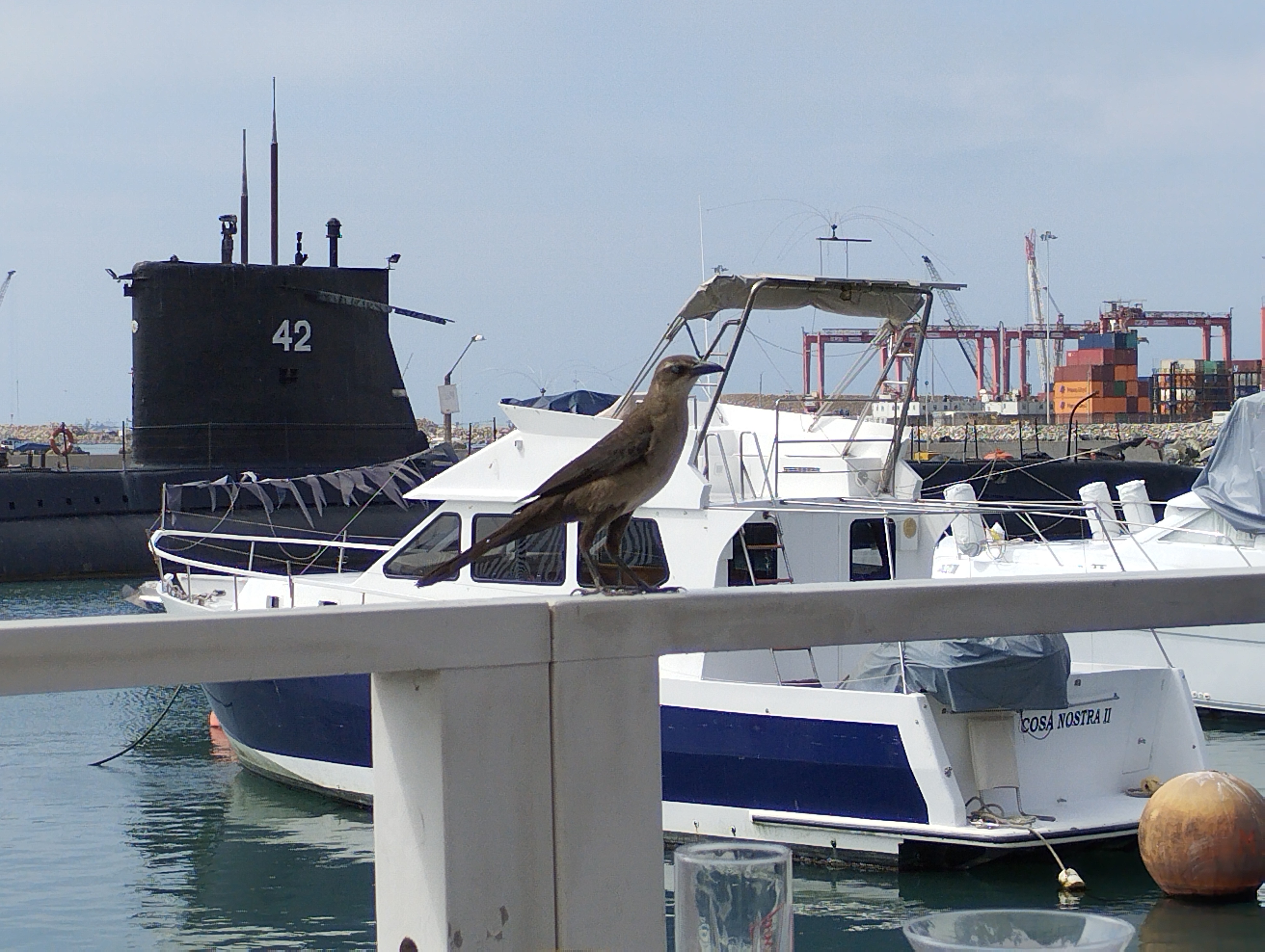 Great-tailed Grackle (female/juvenile)