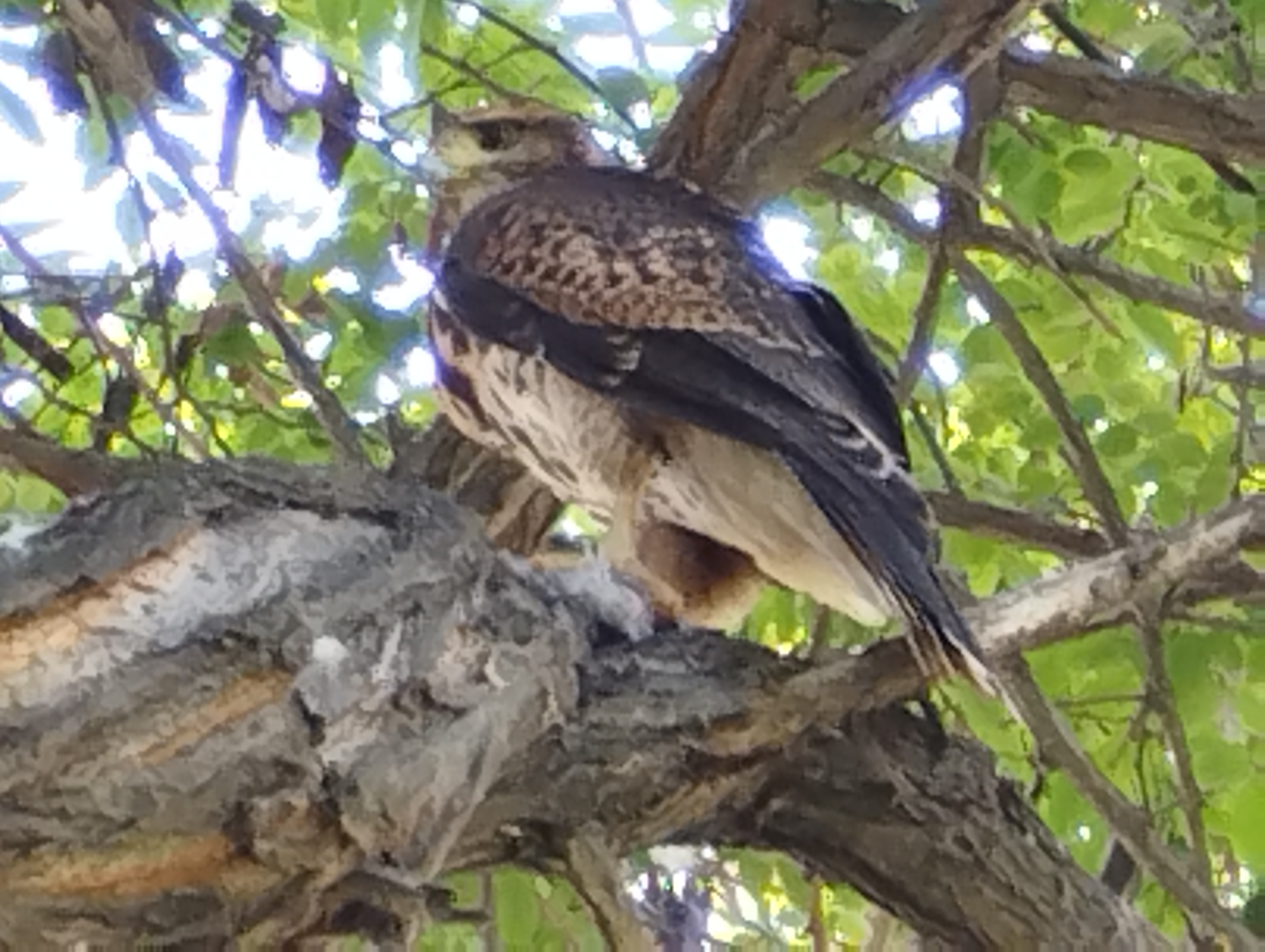 Harris's Hawk