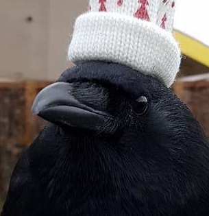 Crow avatar